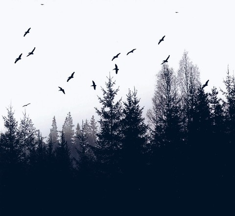 morning, bird वॉलपेपर