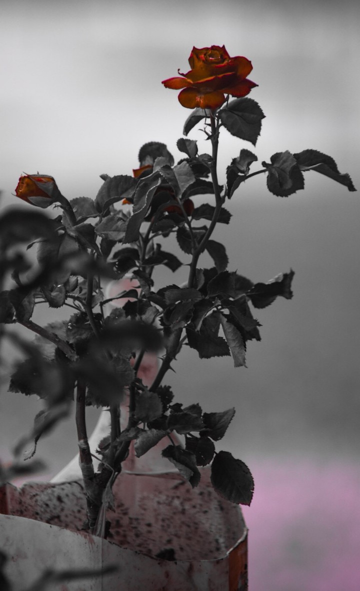 Red roses