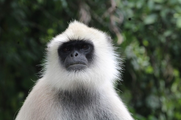 monkey