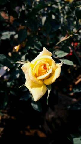 I Love yellow roses!!