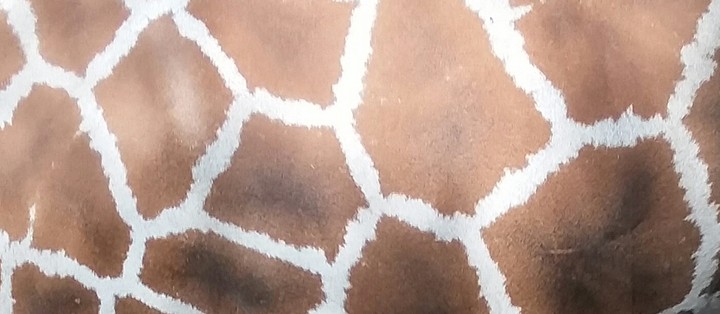 Try and guess this pattern