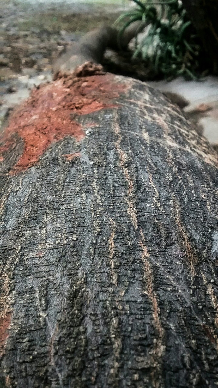 Tétrico