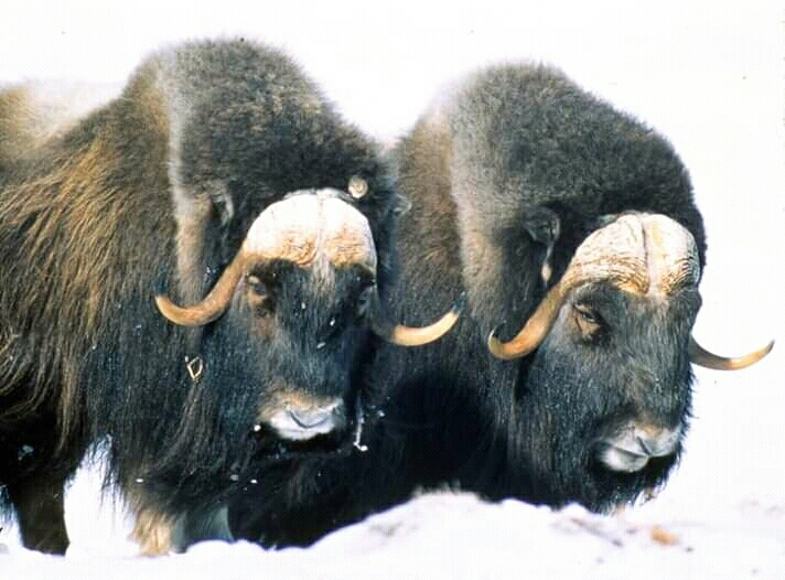 awsome pic of bisons