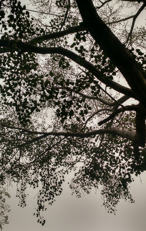 SILHOUETTE