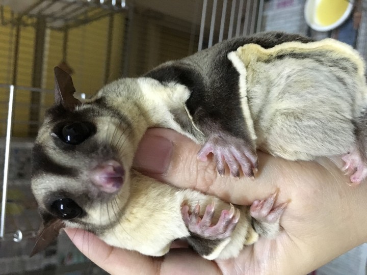 sugar glider 蜜袋鼯