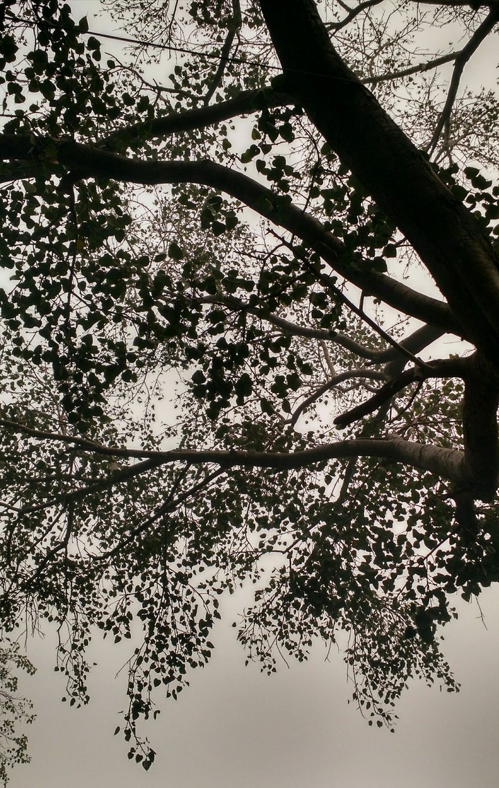 SILHOUETTE