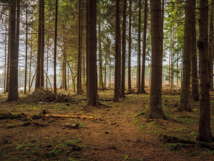 Forest