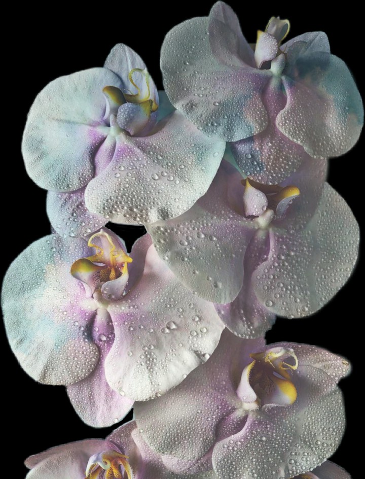 Orchidea