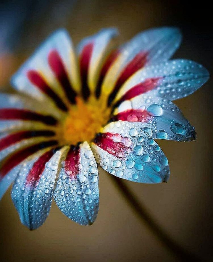 متنوع