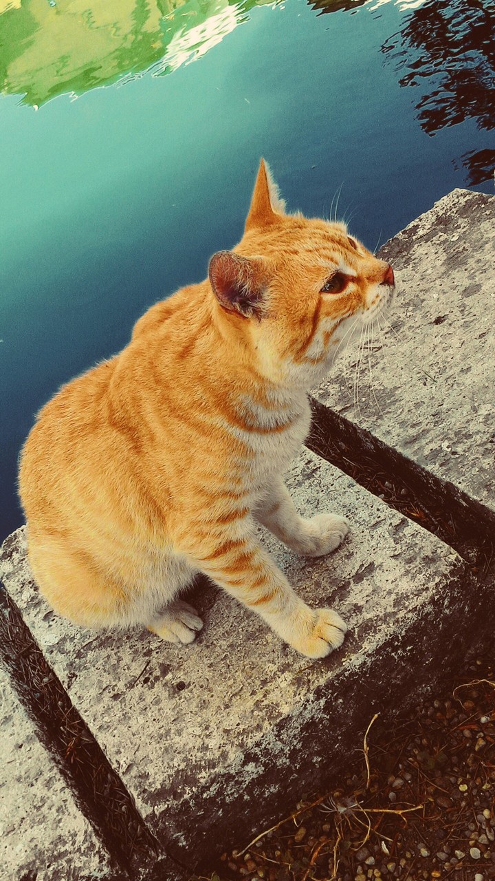 Hungry Cat