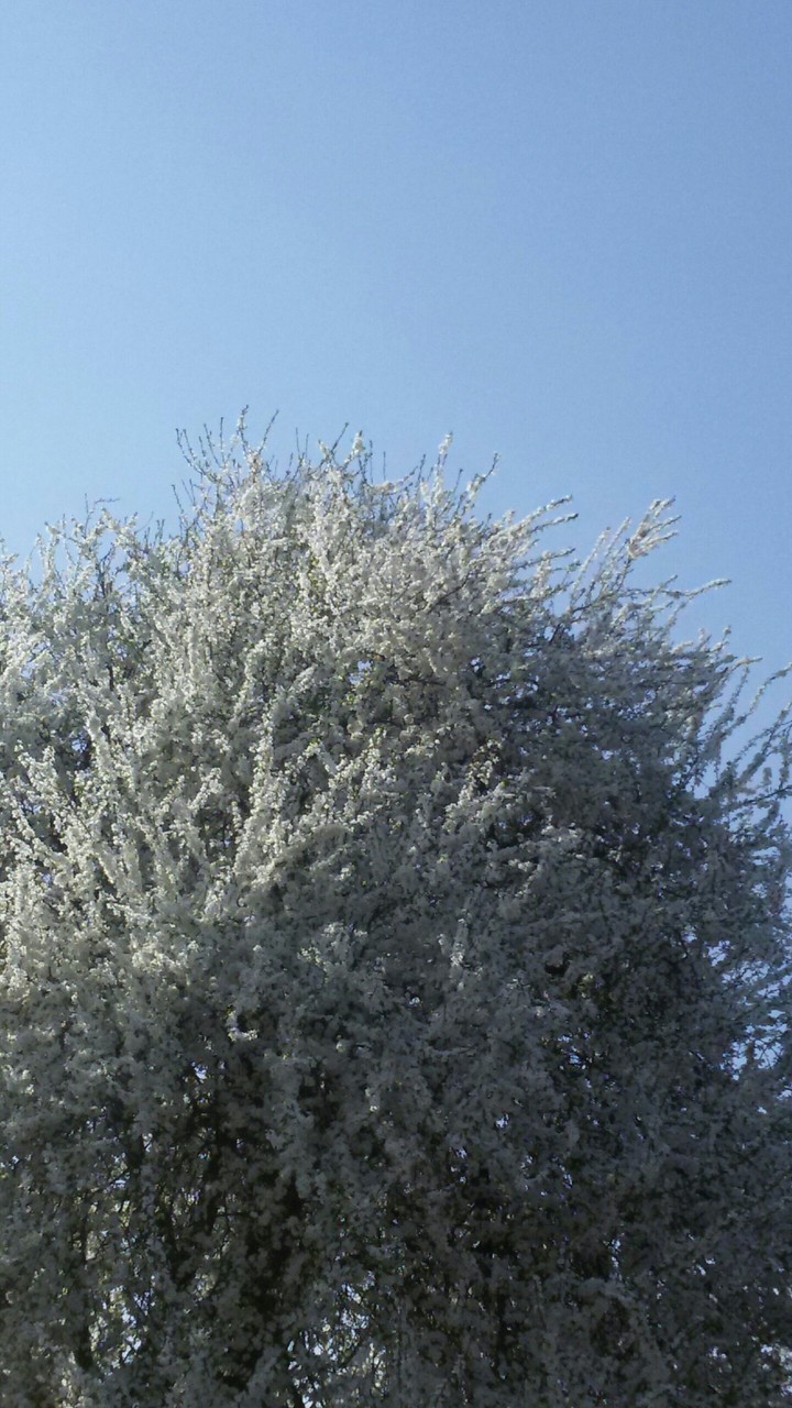 Spring tree