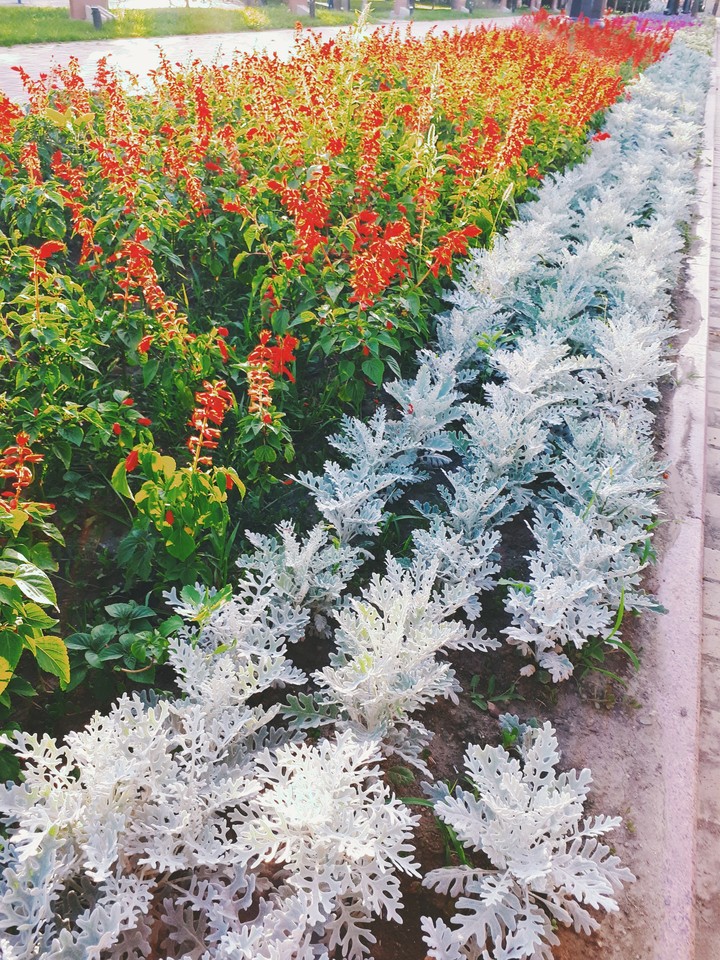 red flower's 