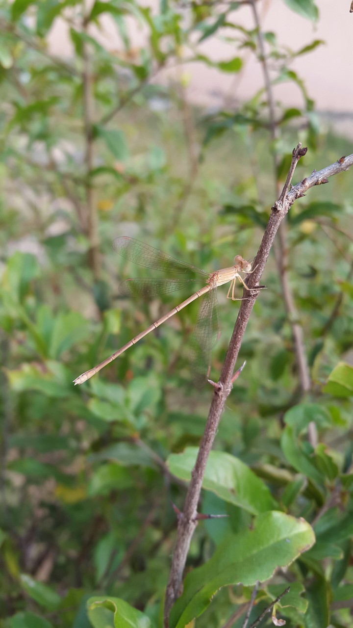 Dragon fly