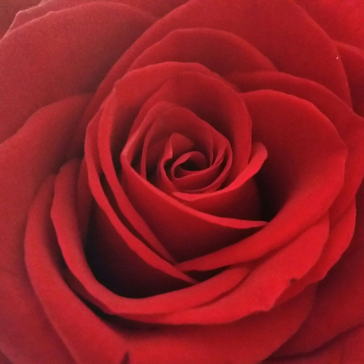 Red rose