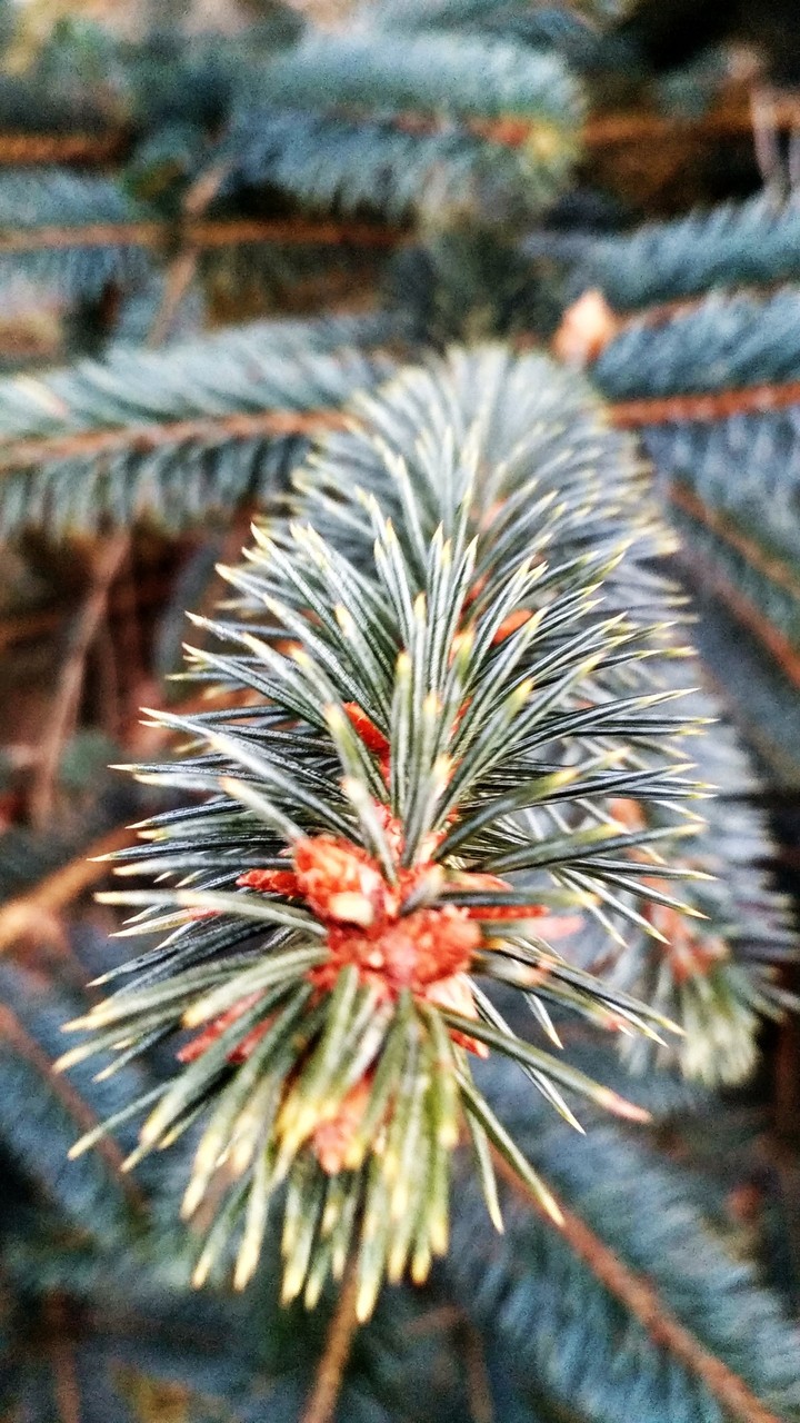 beautiful tree