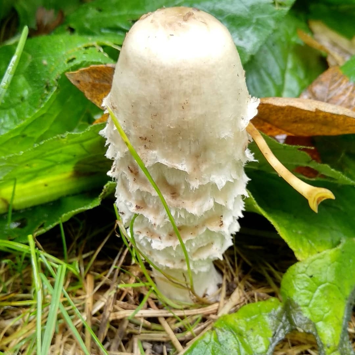 champignon
