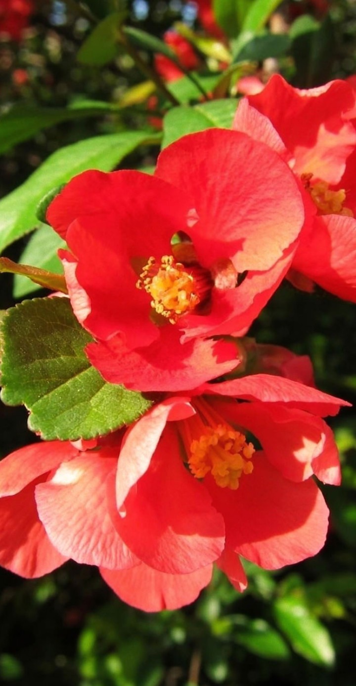 flores