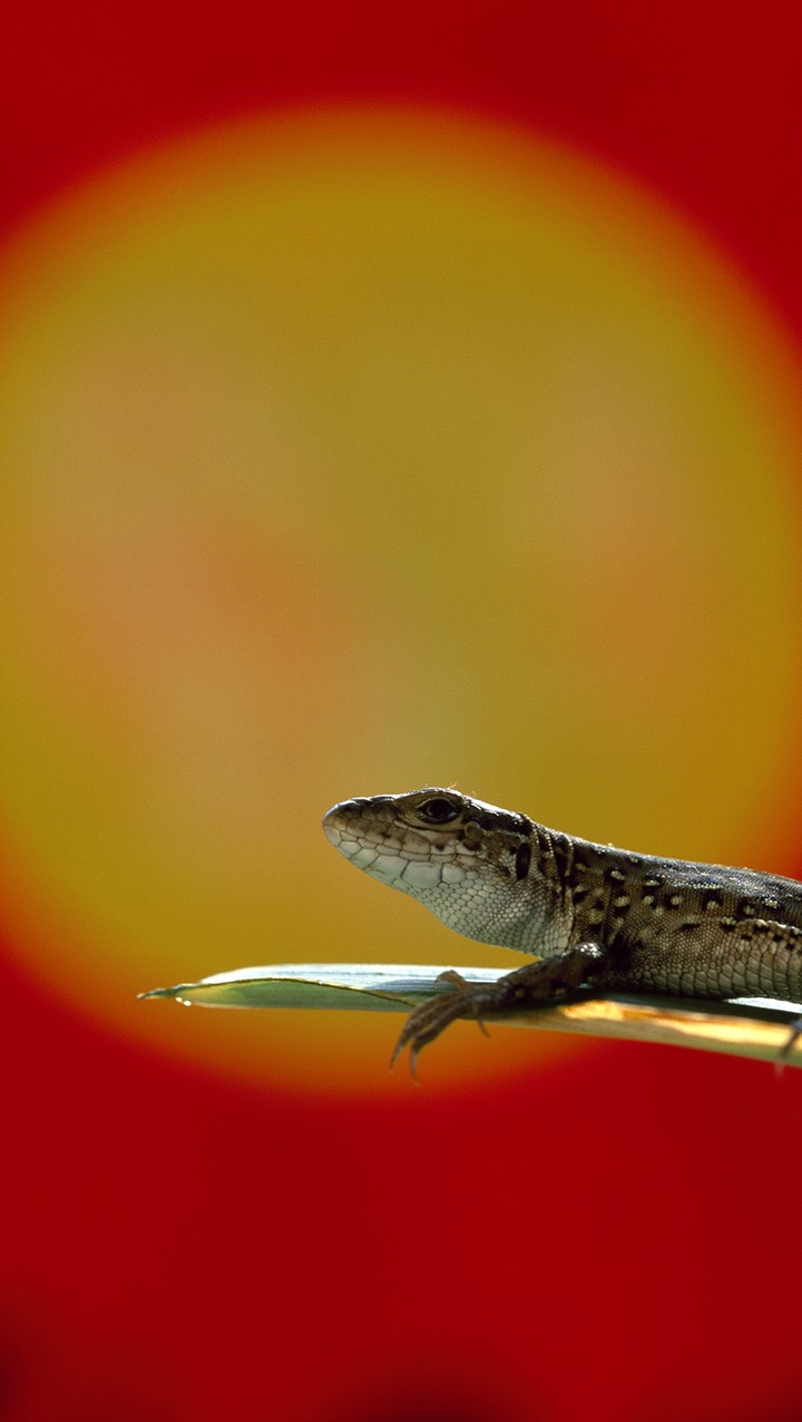 Lizard