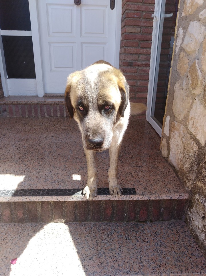 My dog