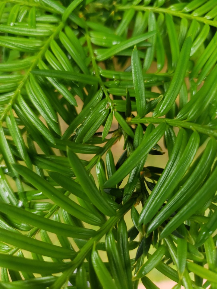 Fern