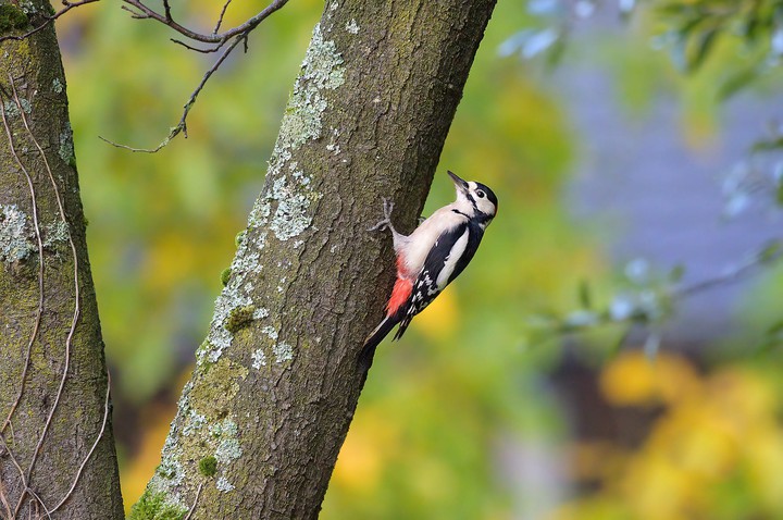 bird