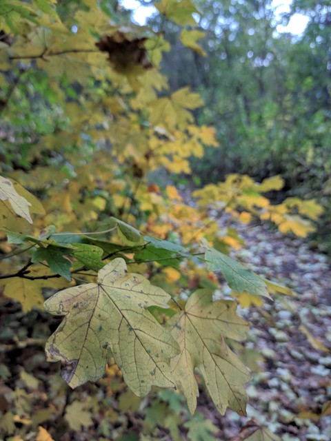 #Україна #осінь #autumn