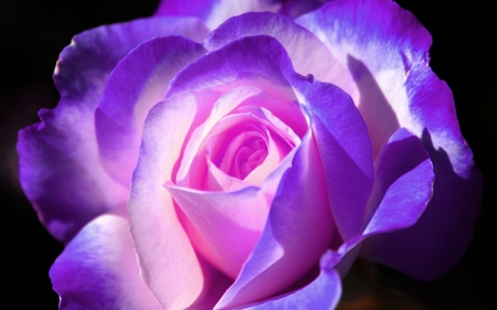 budding flower
