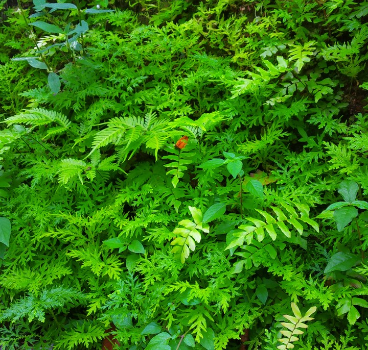 greenery
