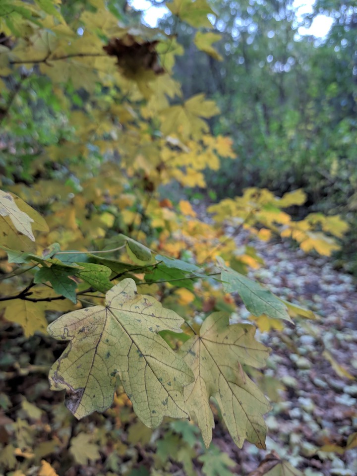 #Україна #осінь #autumn