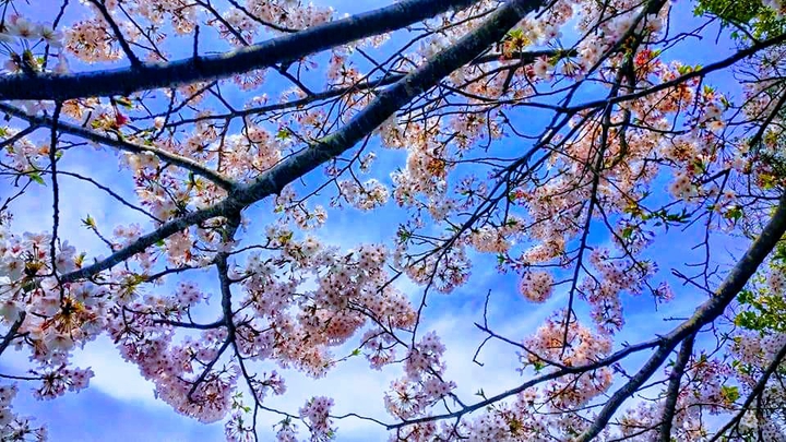 Blossoms