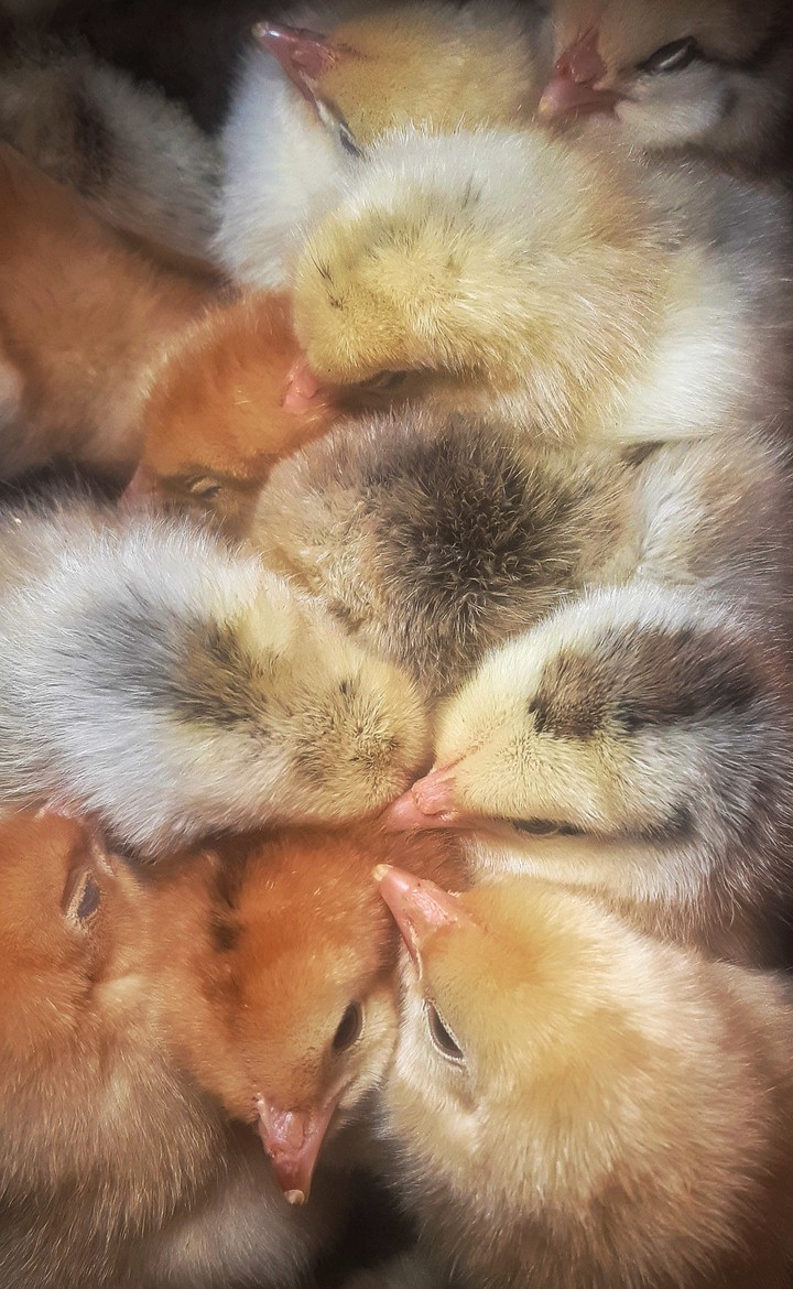 Chickens??