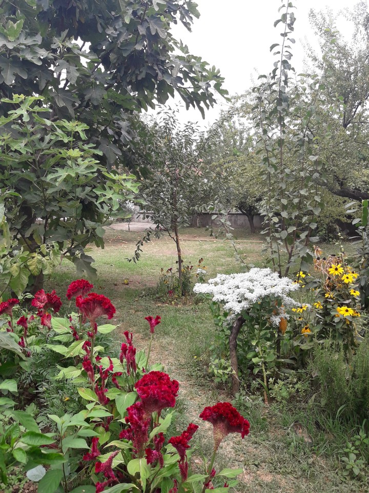Köy