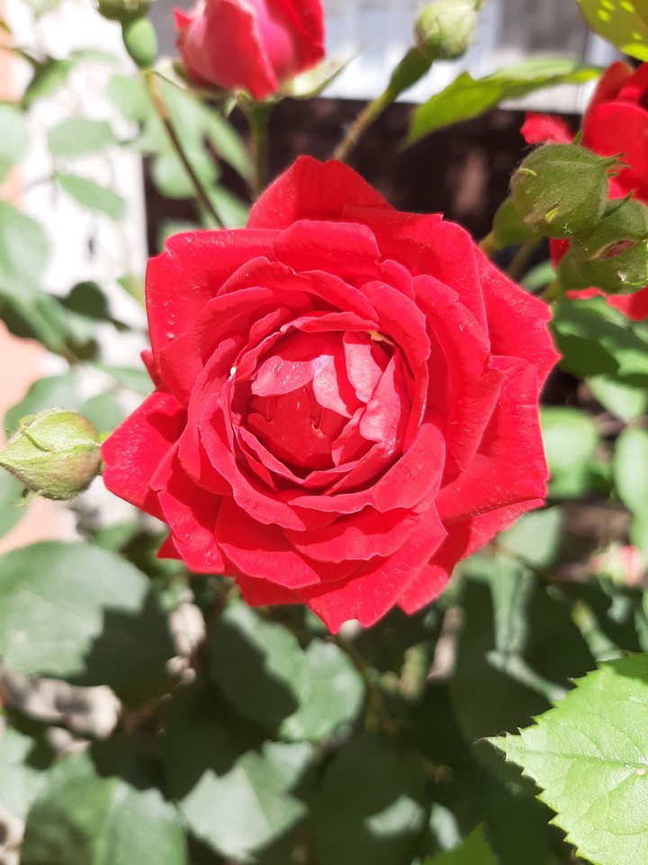 Red rose