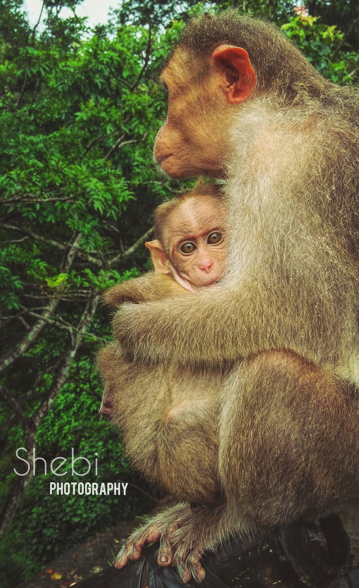 mothers love