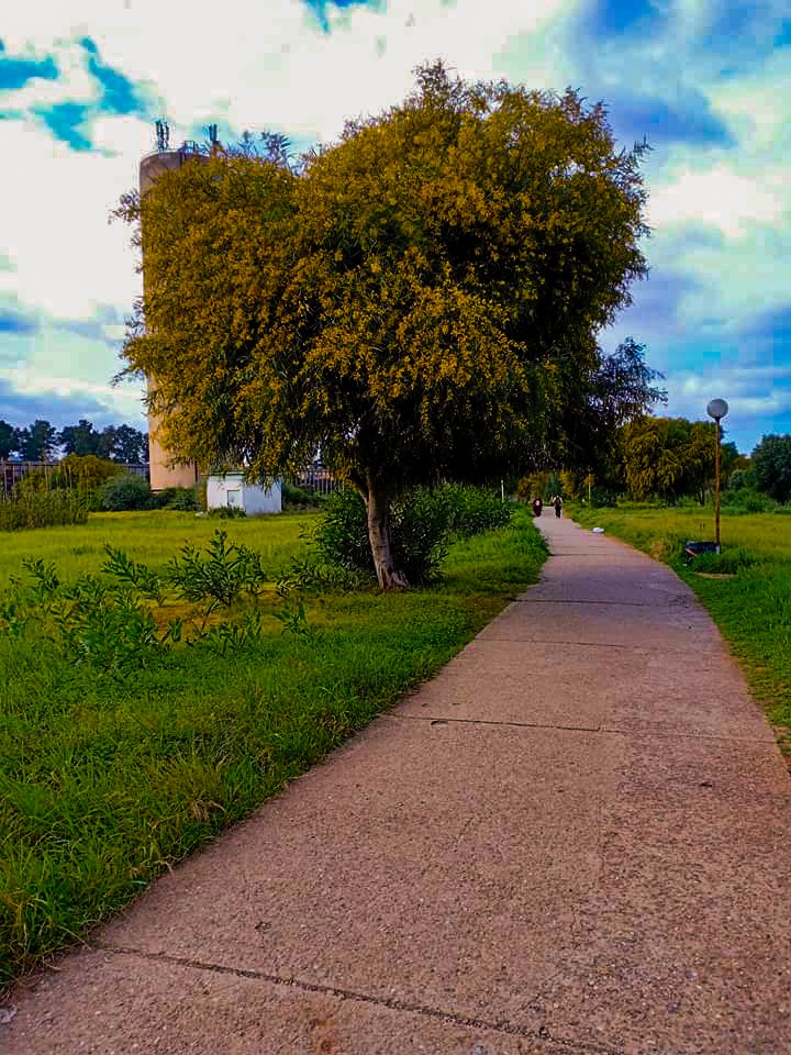 tree