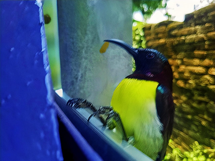Bird