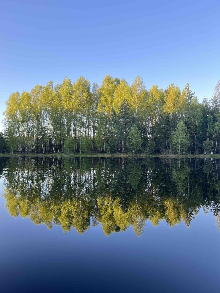 Лес