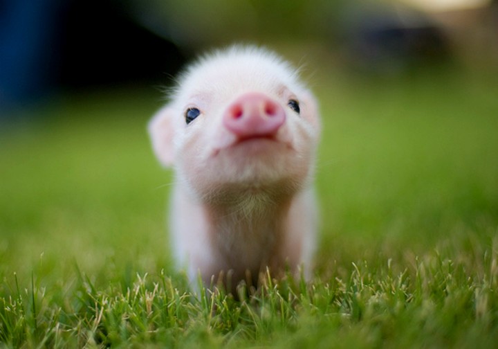 Cute piggy