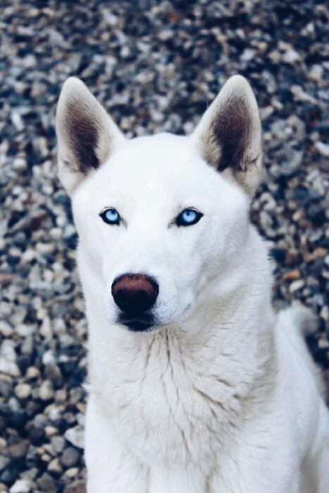 Siberian Husky