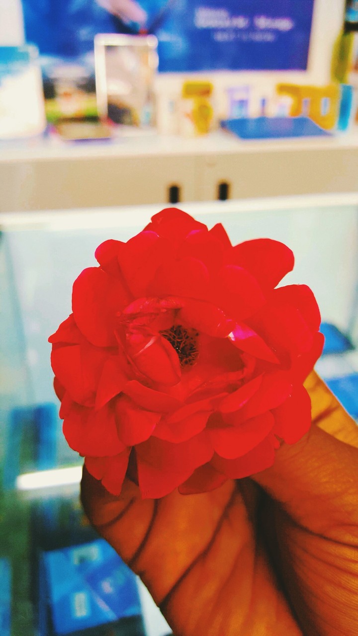 rose