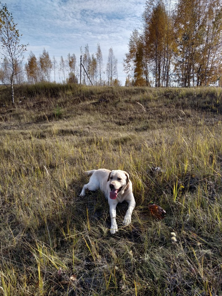 грей