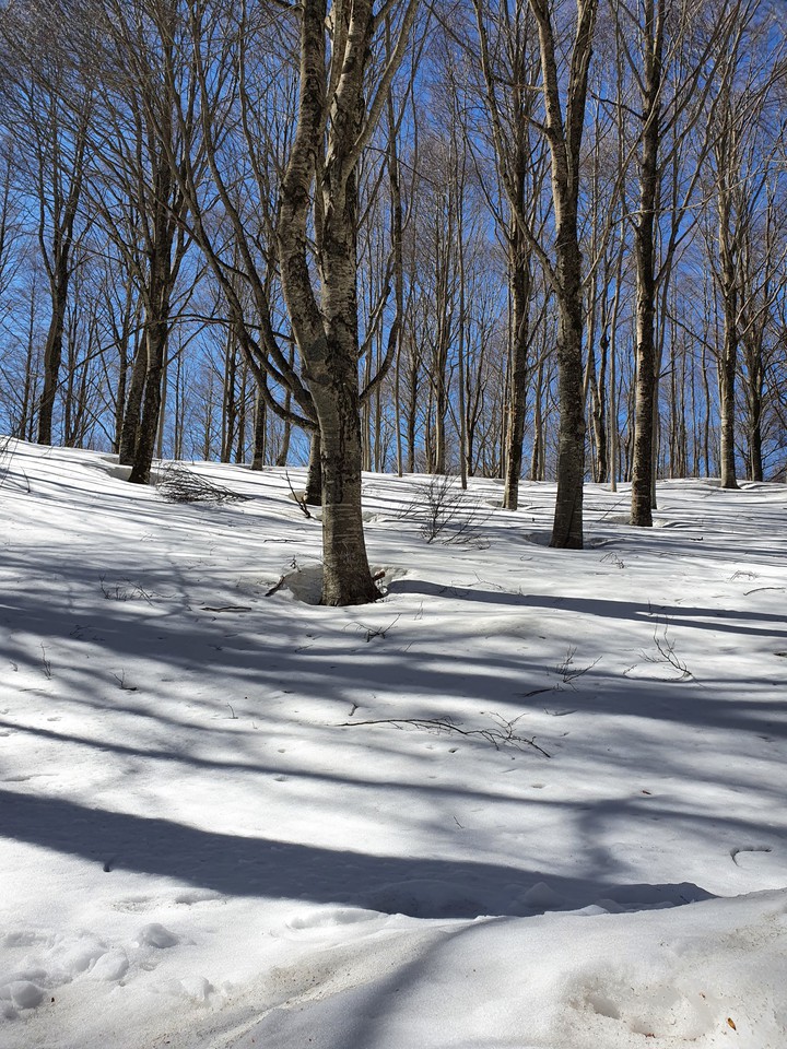 neve