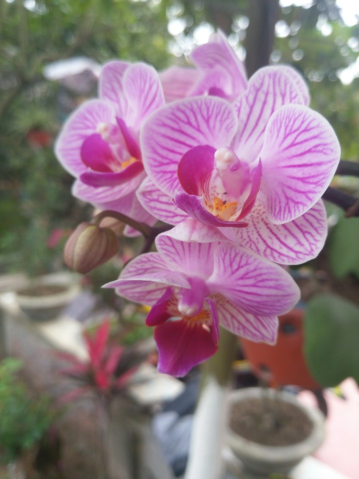đẹp