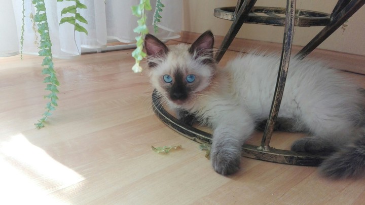 Cat is Blue Eyes