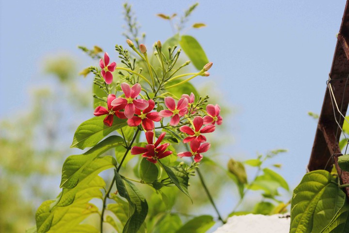 flowers