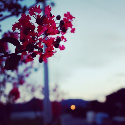 ταπετσαρίες blossom, violet