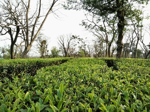 tea garden