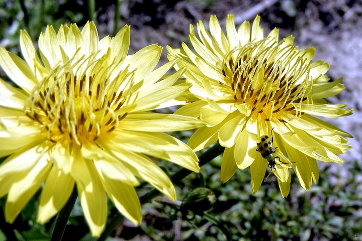 cucumber  beetle on dandelion