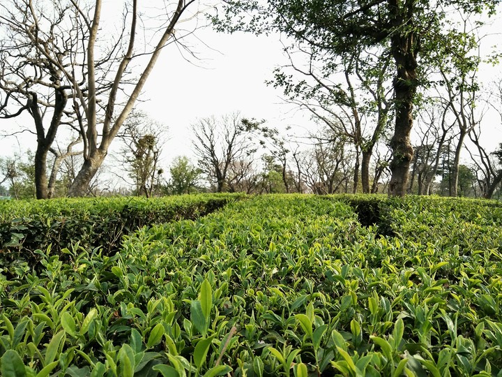 tea garden