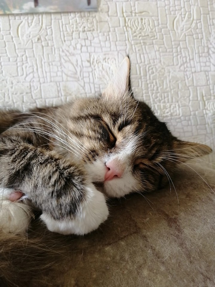 Котэ